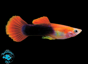 RYBA GUPIK RED BLONDE TUXEDO