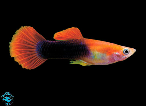 RYBA GUPIK RED BLONDE TUXEDO