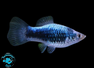 RYBA PLATKA NEON TUXEDO