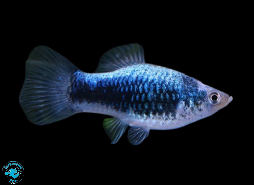 RYBA PLATKA NEON TUXEDO