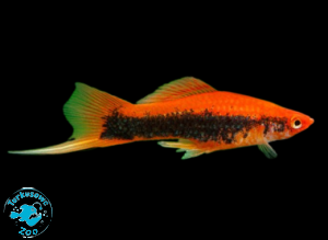 RYBA MIECZYK RED TUXEDO