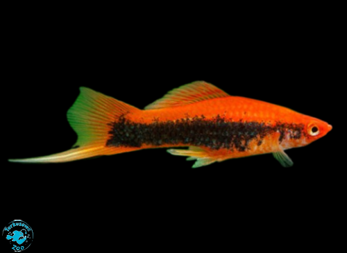 RYBA MIECZYK RED TUXEDO