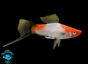 RYBA MIECZYK KOHAKU WAGTAIL