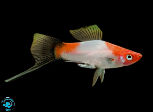RYBA MIECZYK KOHAKU WAGTAIL
