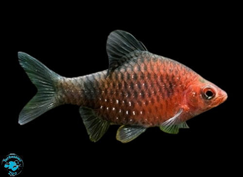 RYBA BRZANKA PURPUROWA