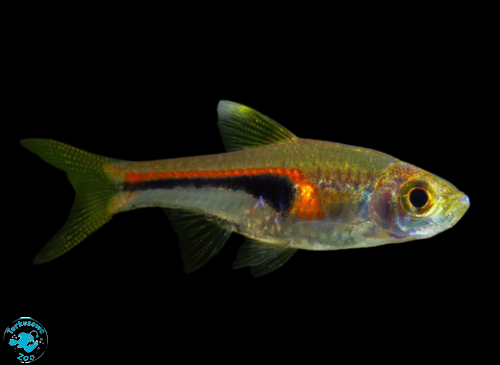 RYBA RAZBORA HENGELA