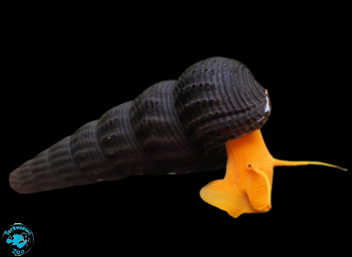 ŚLIMAK TYLOMELANIA GOLD RABBIT