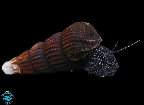 ŚLIMAK TYLOMELANIA WHITE SPOT