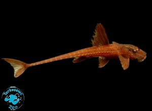 RYBA ZBROJNIK LORICARIA RED LIZARD