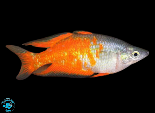 RYBA TĘCZANKA PARKINSONA