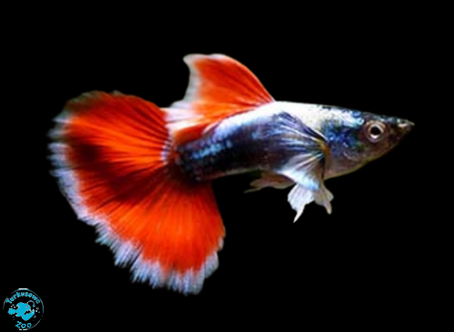 RYBA GUPIK SANTA CLAUS