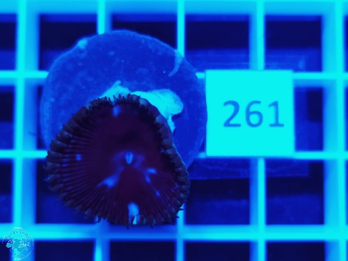 261 Zoanthus Palythoa Grandis Cinnamon - szczepka