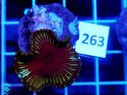 263 Zoanthus Palythoa Grandis Striped - szczepka