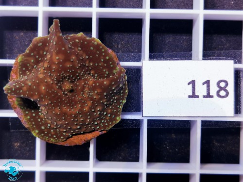 118 Discosoma purple green spotted - szczepka