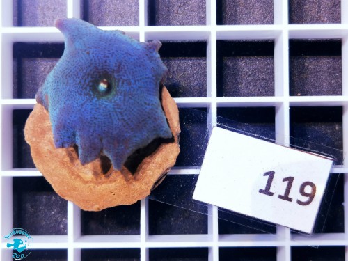 119 Discosoma blue - szczepka