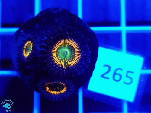 265 Zoanthus Sunny D - szczepka