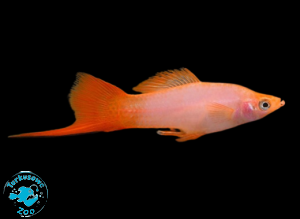 RYBA MIECZYK PINK COMET