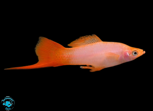 RYBA MIECZYK PINK COMET