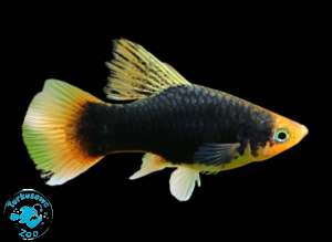 RYBA PLATKA BLACK