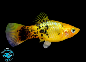 RYBA PLATKA GOLDEN CALICO