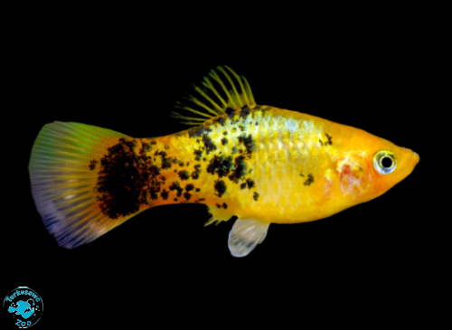 RYBA PLATKA GOLDEN CALICO