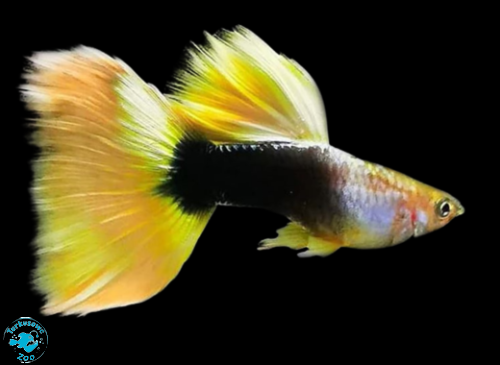 RYBA GUPIK YELLOW TUXEDO