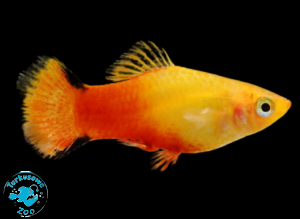 RYBA PLATKA GOLDEN COMET
