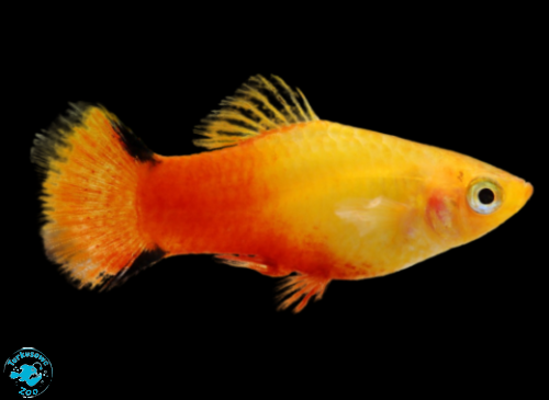 RYBA PLATKA GOLDEN COMET