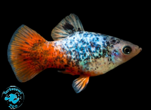 RYBA PLATKA BLUE CALICO
