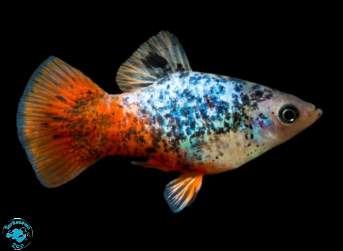 RYBA PLATKA BLUE CALICO