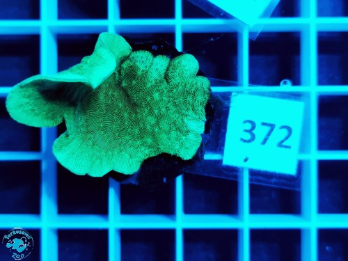 372 Pavona cactus - szczepka