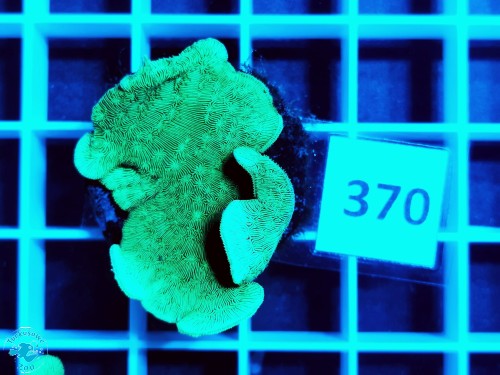 370 Pavona cactus - szczepka