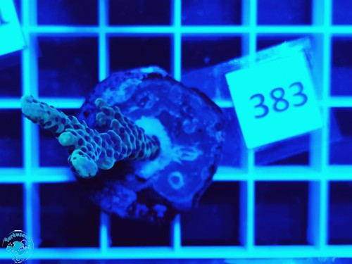 383 Montipora peltiformis - szczepka