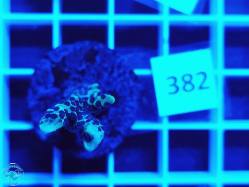 382 Montipora peltiformis - szczepka