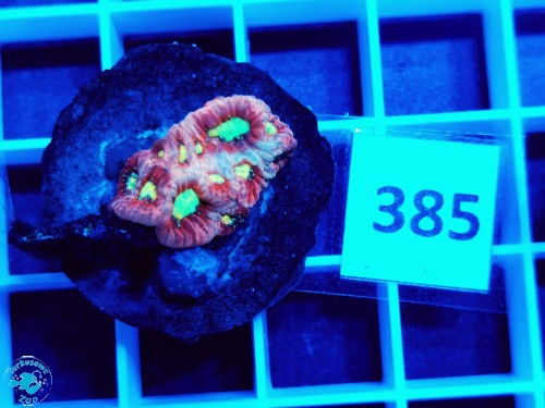385 Favites war coral - szczepka