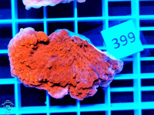 399 Montipora capricornis red - szczepka