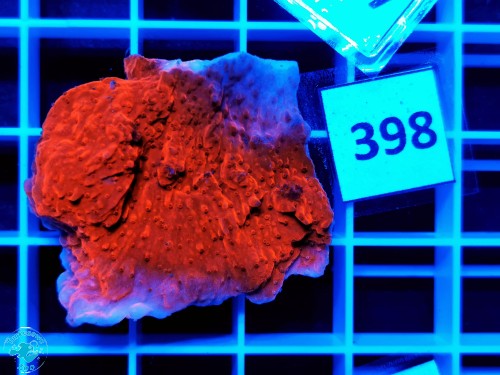 398 Montipora capricornis red - szczepka