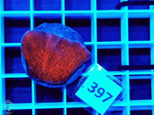 397 Montipora capricornis red - szczepka