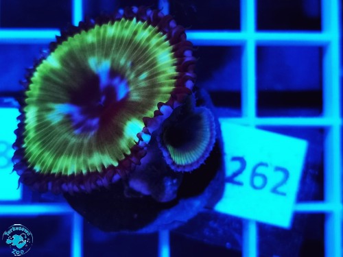262 Zoanthus Palythoa Grandis Blue Moon - szczepka