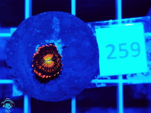 259 Zoanthus Alien Antivenom - szczepka