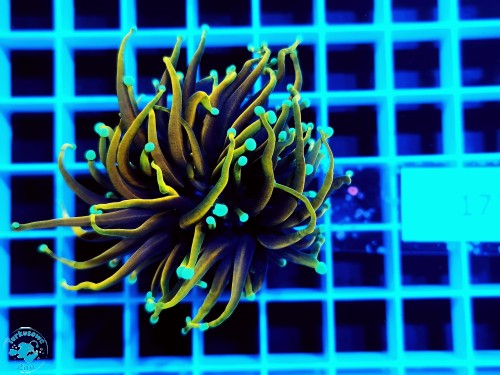 178 Euphyllia glabrescens Hellfire - 1g.