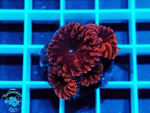 Blastomussa wellsi red 4g.