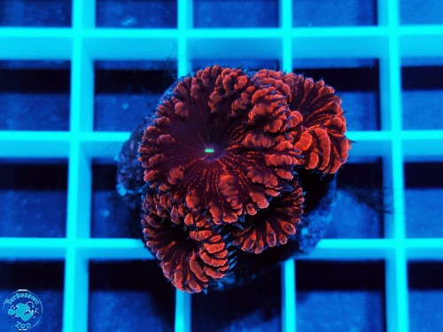 Blastomussa wellsi red 4g.