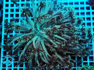 Goniopora green XXL