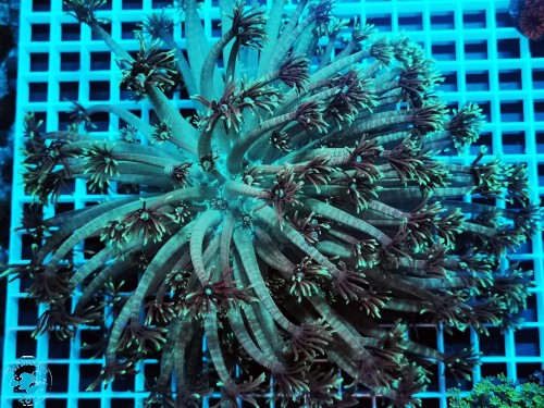 Goniopora green XXL