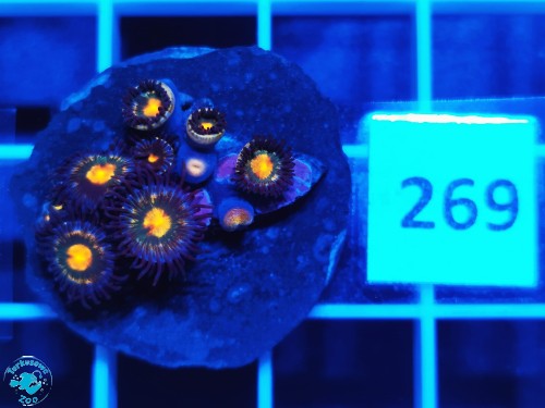 269 Zoanthus Reverse Gorilla Nipples - szczepka