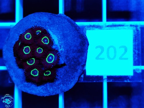 202 Zoanthus Teal Ring - szczepka