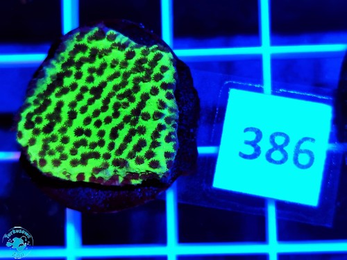 386 Montipora confusa
