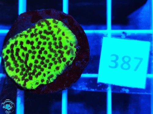 387 Montipora confusa