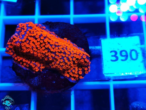 390 Montipora danae Superman